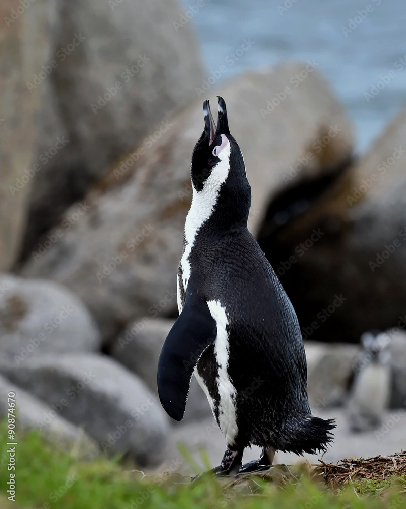 Fototapeta premium Singing African penguin.