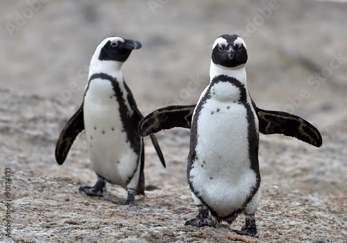 African penguins.