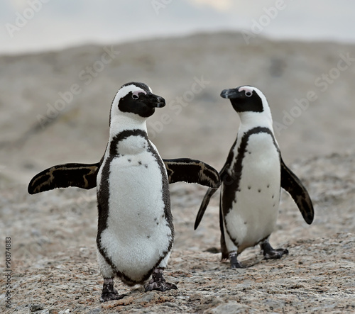 Fotografie, Tablou African penguins.