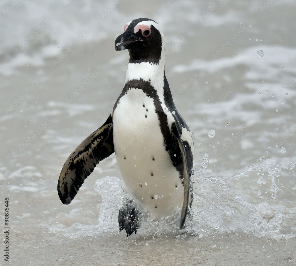 Fototapeta premium African penguin.