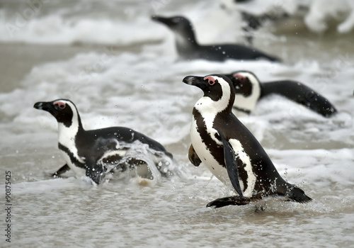 African penguins.