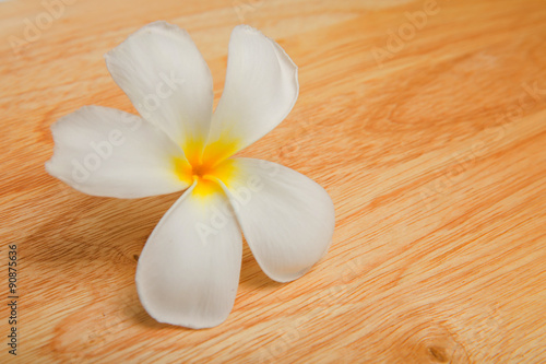 Beautiful Plumeria white flower on wood board