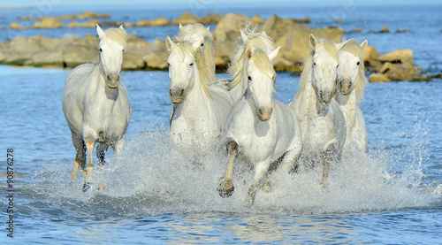 Running White horses through water #90876278