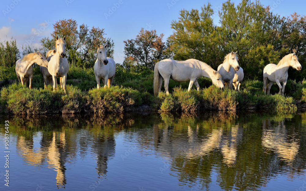 White Camargue Horses White Camargue Horses