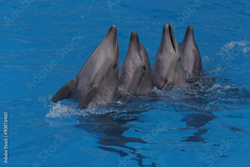 four dancing dolphins in a pool
