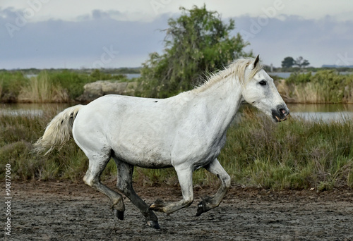 Portrait of the Running White Camargue Horses in Parc Regional de Camargue   © Uryadnikov Sergey