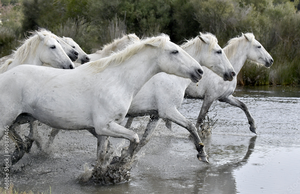 Running White horses through water
Running White horses through water