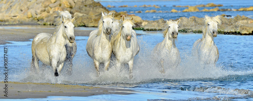 Running White horses through water 