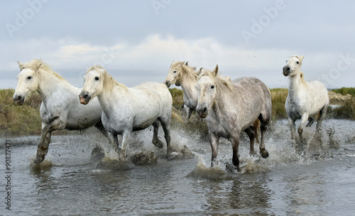 Fototapeta Naklejka Na Ścianę i Meble -  Running White horses through water 