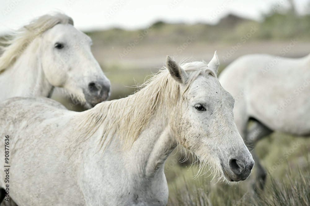 Obraz premium Portrait of the White Camargue Horses