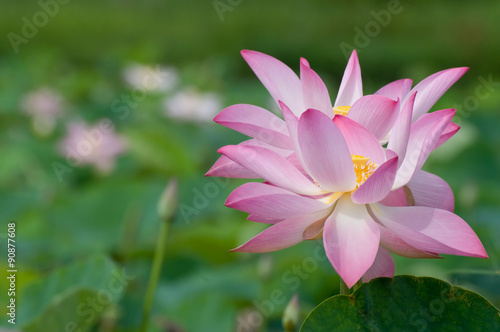 Beautiful lotus flower in blooming