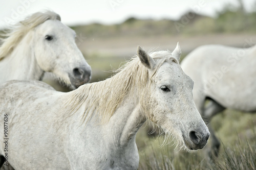 Portrait of the White Camargue Horses