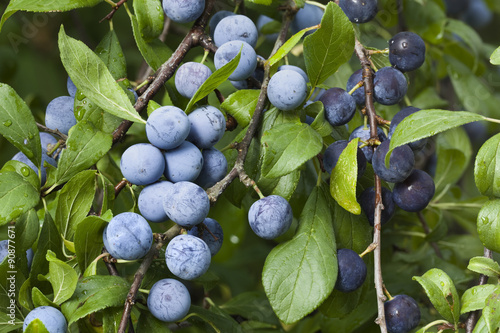 Obraz na płótnie Prunus Spinosa Branch
