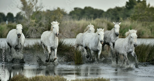 Fototapeta Naklejka Na Ścianę i Meble -  Running White horses through water

