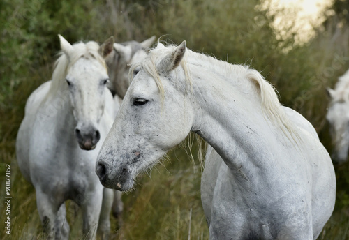 Portrait of the White Camargue Horses