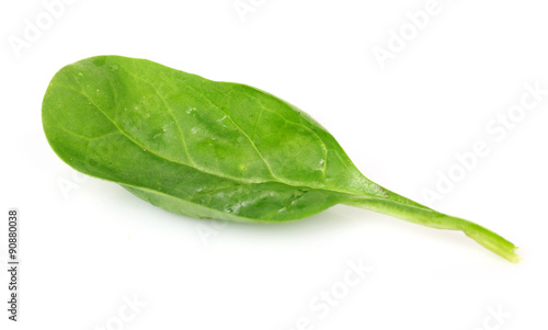 Green fresh leaf of basil isolated on white