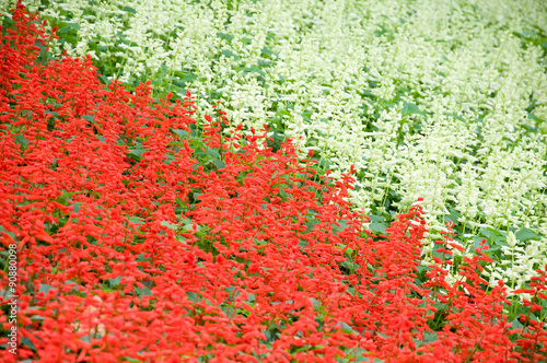 Red and white flower background