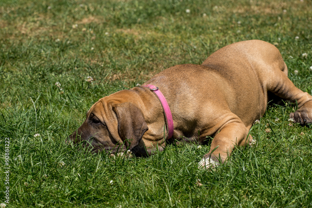 puppy of Fila Brasileiro (Brazilian Mastiff)