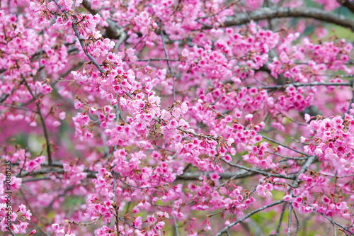 Wild himalayan cherry flower blooming.
