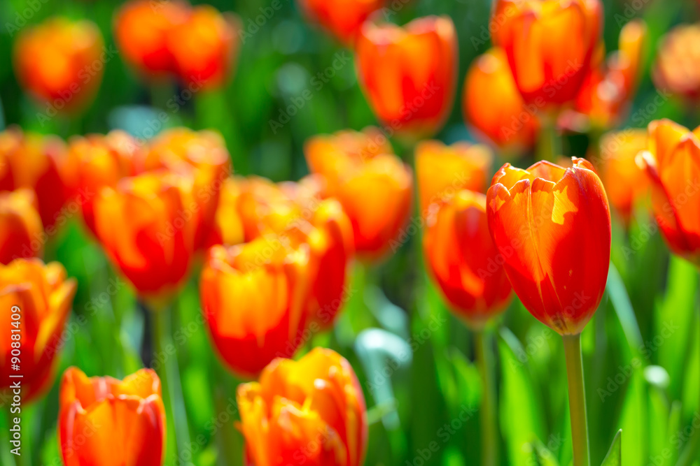 Blooming tulip plants in a large field. Blooming tulip plants in a large field.