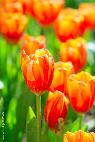 Blooming tulip plants in a large field.