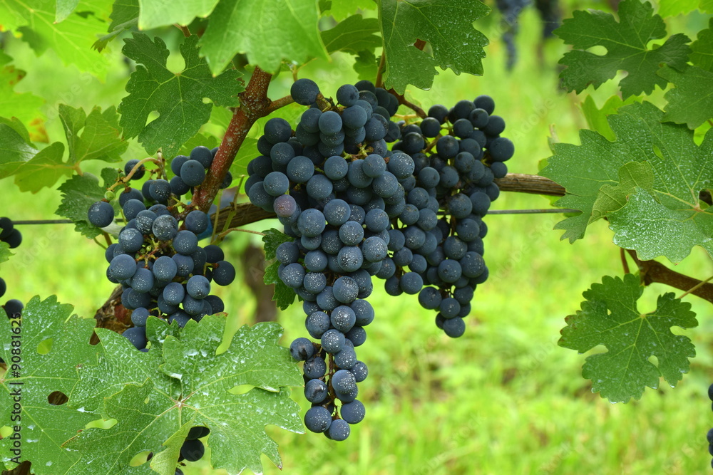 vine for wine