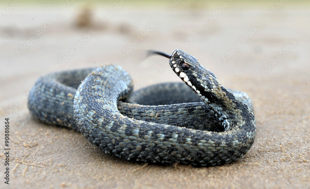 Fototapeta premium The common European adder or common European viper