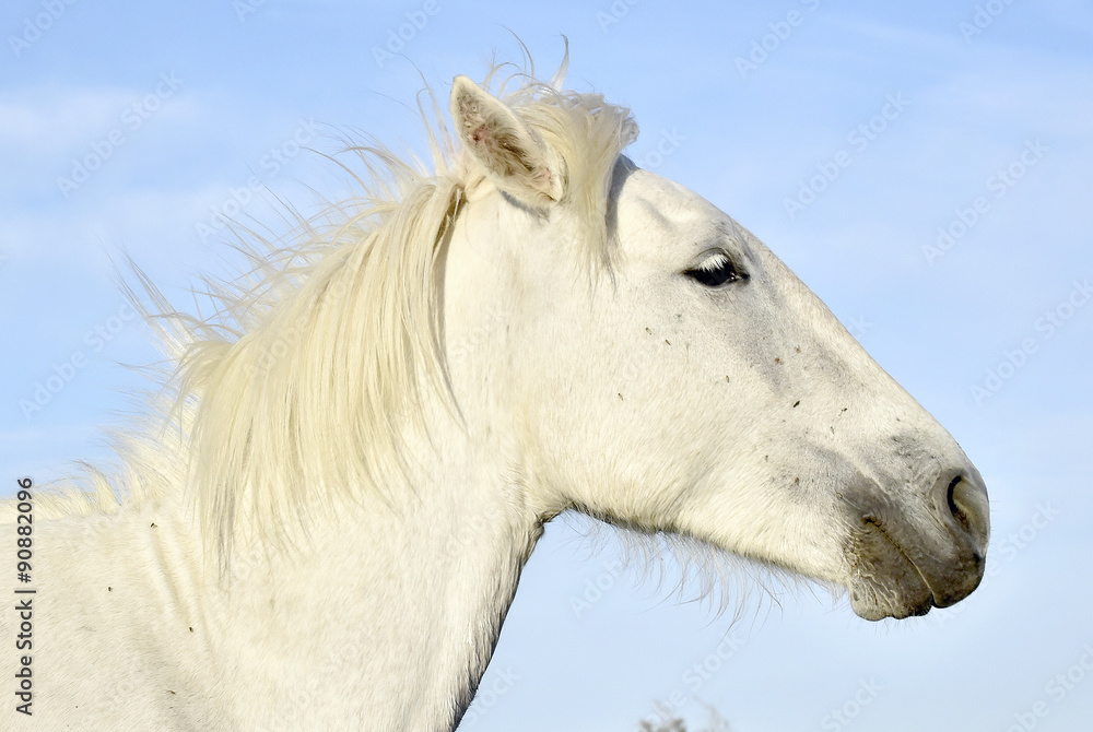 Fototapeta premium Portrait of the White Camargue Horse