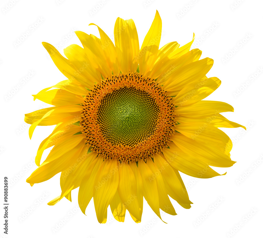 Fototapeta premium Sunflower isolated on white background