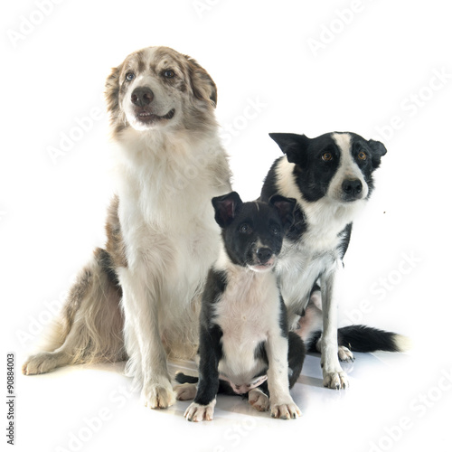 famaily border collie