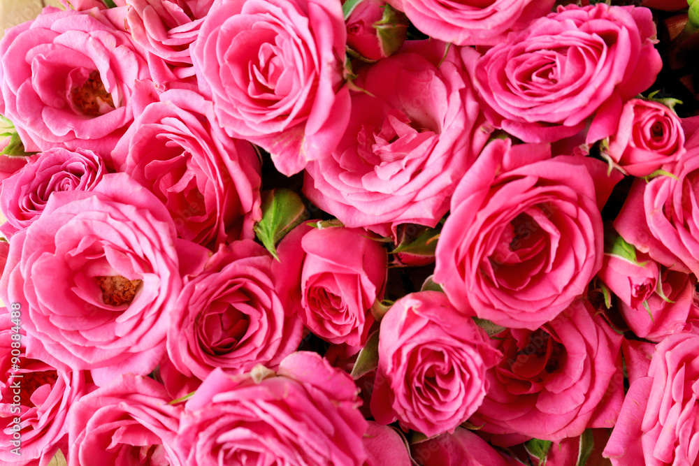 Beautiful roses close up Beautiful roses close up