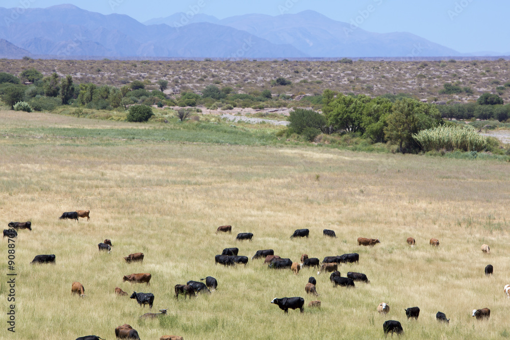 Gaucho herding cows grazing near Cafayate in North West Argentin Gaucho herding cows grazing near Cafayate in North West Argentin