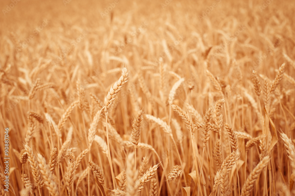 background, backdrop of yellow ears on the beautiful golden wheat field background, backdrop of yellow ears on the beautiful golden wheat field