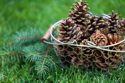 Beautiful pine cones in wicker basket on green grass background