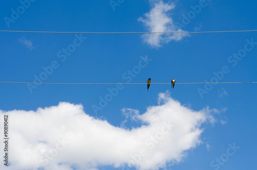 Two birds on electric wires against the clear sky