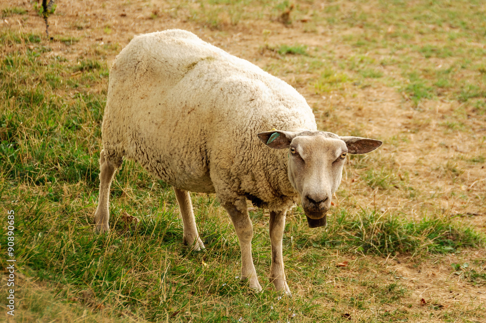 Obraz premium Mouton en Aubrac