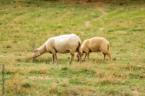 Mouton en Aubrac 2