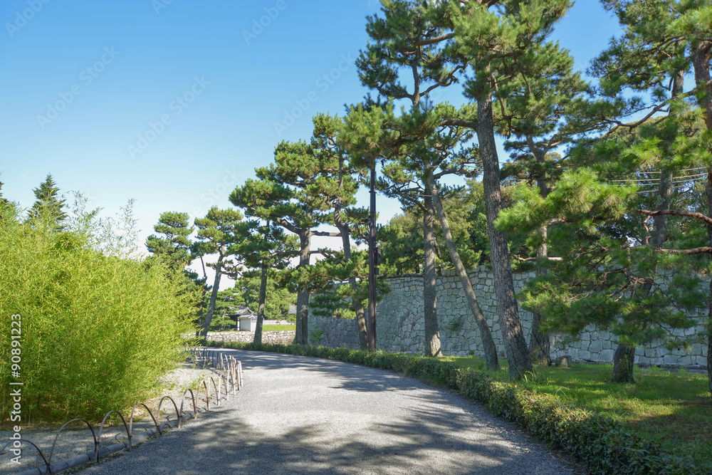 二条城庭園の松並木 二条城庭園の松並木