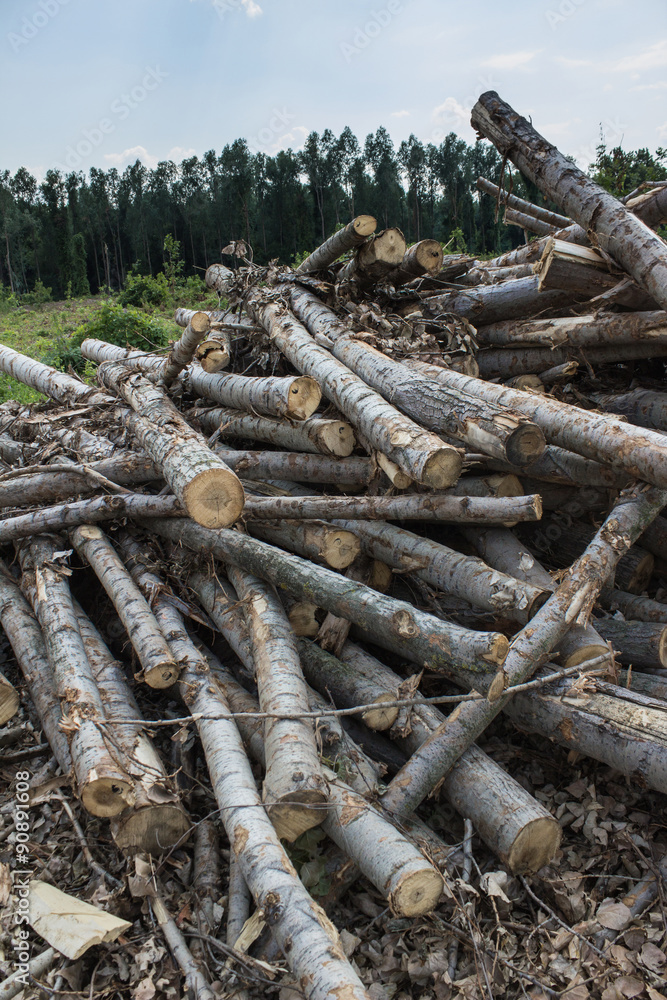 Controlled forestry Controlled forestry