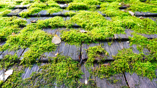 moss on the wood roof