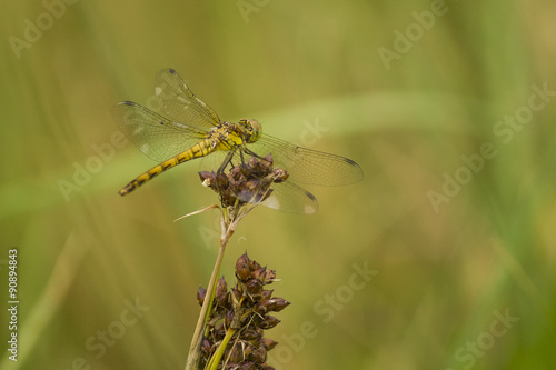 Dragonfly green yellow