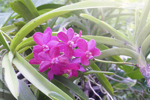 Beautiful orchid in nature