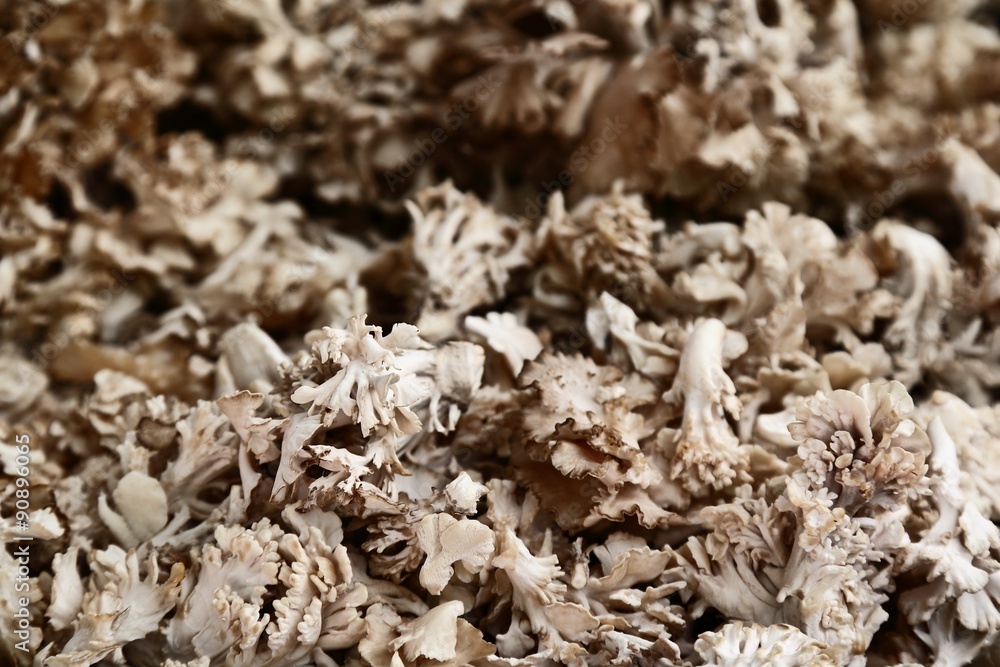 Maitake Mushrooms Maitake Mushrooms
