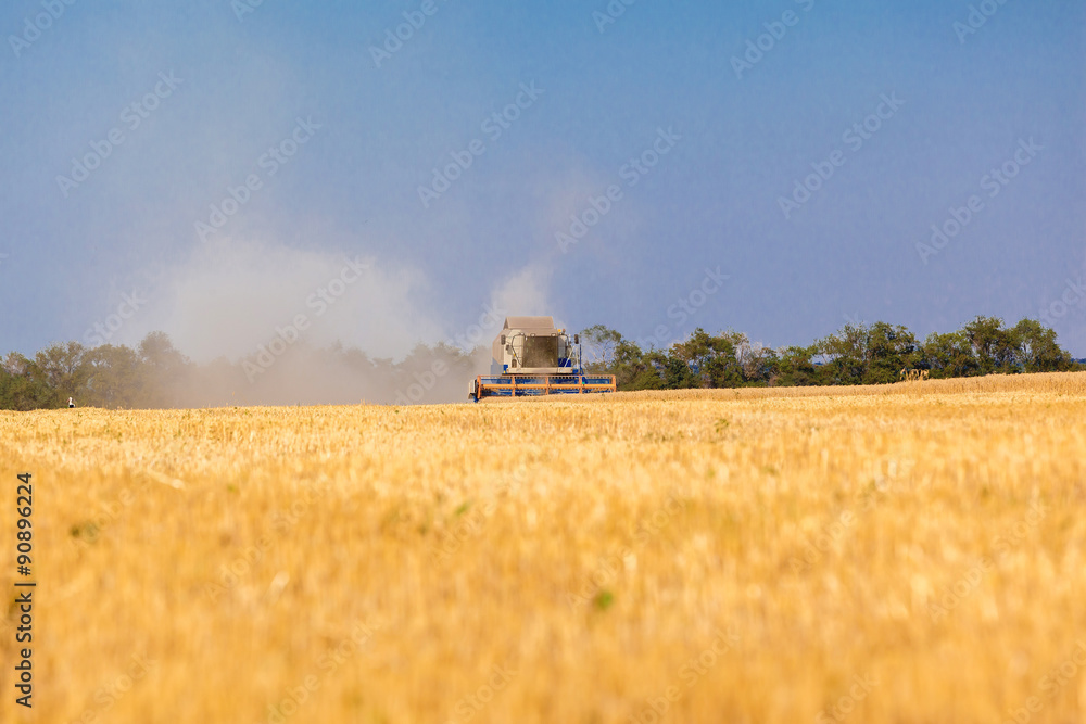 Fototapeta premium Combine harvester working