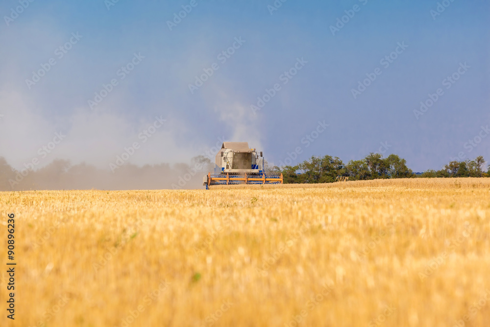 Fototapeta premium Combine harvester working