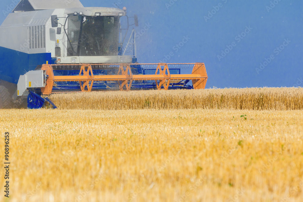 Fototapeta premium Combine harvester working