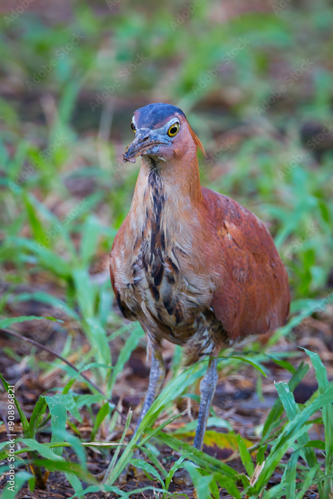 Portrait of Malayan Night Heron (Gorsachius melanolophus) Portrait of Malayan Night Heron (Gorsachius melanolophus)