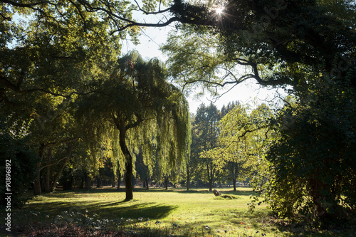 Trauerweide im Park.. photo