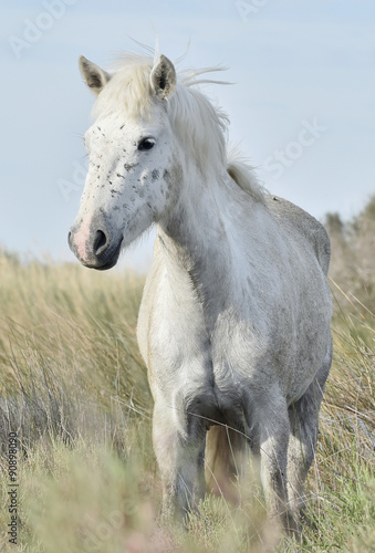 Fototapeta Naklejka Na Ścianę i Meble -  Portrait of the White Camargue Horse