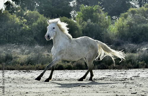 Portrait of the running White Camargue Horse © Uryadnikov Sergey
